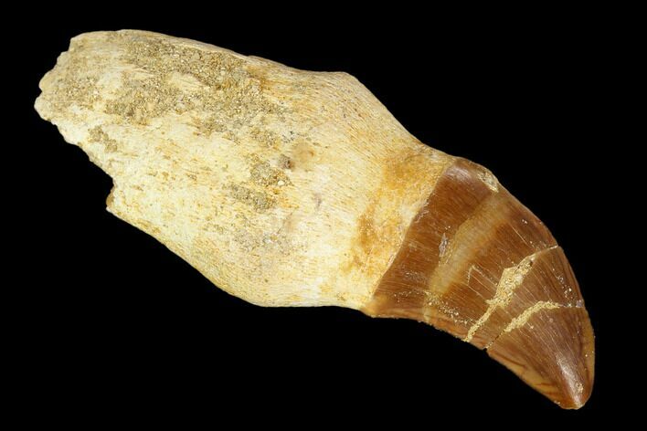 Fossil Rooted Mosasaur (Prognathodon) Tooth - Morocco #116915